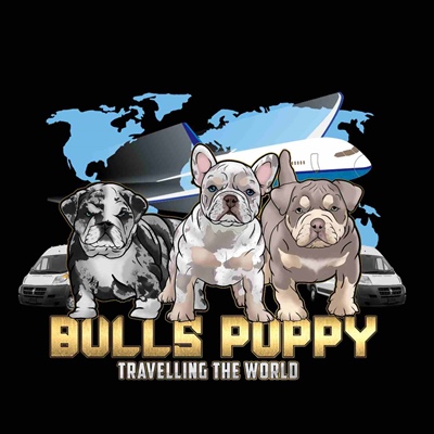 Bulls puppy traveling the world 